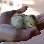 Il Vecchio Frantoio Agroturismo *