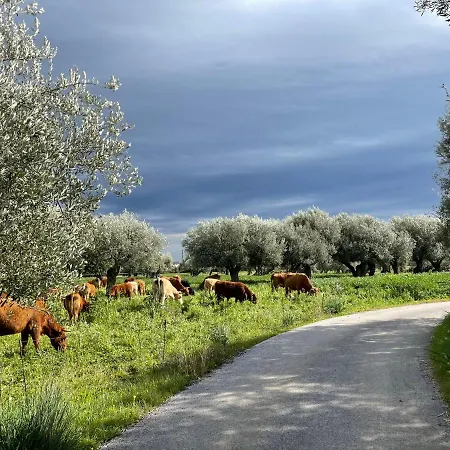 Il Vecchio Frantoio *