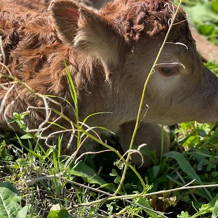 팜스테이 Il Vecchio Frantoio *