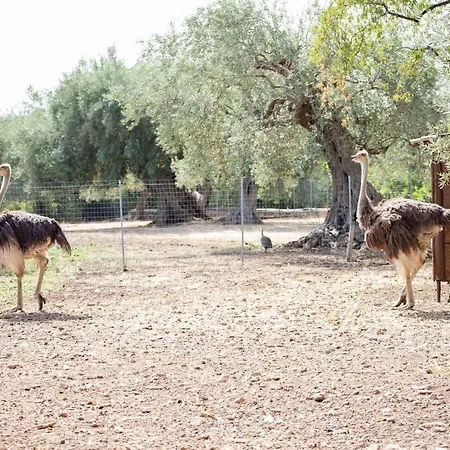 팜스테이 Il Vecchio Frantoio