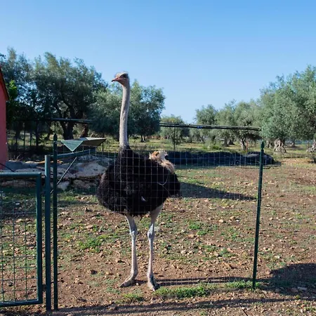 Il Vecchio Frantoio *