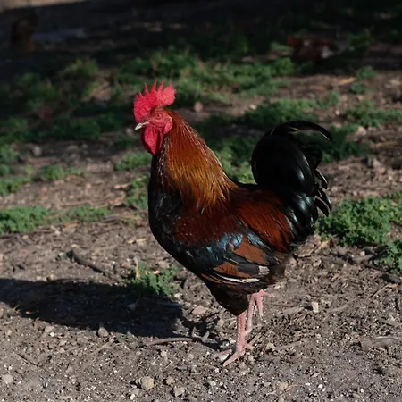 Il Vecchio Frantoio 아우구스타