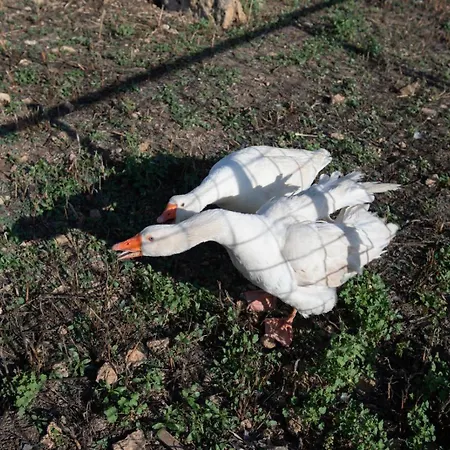 팜스테이 Il Vecchio Frantoio *