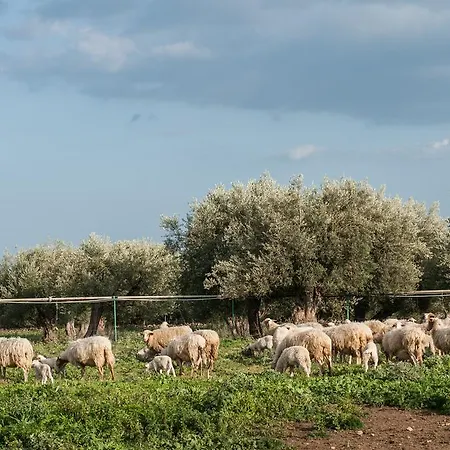 בית חווה Il Vecchio Frantoio