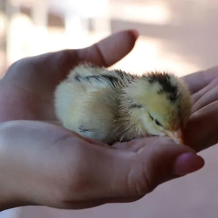 Il Vecchio Frantoio Alloggio per agriturismo *