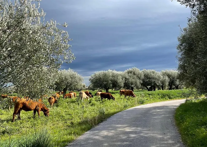 Il Vecchio Frantoio *