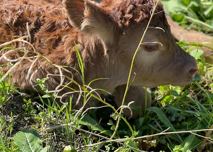 Farmház Il Vecchio Frantoio *