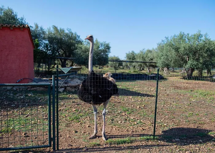 Il Vecchio Frantoio *