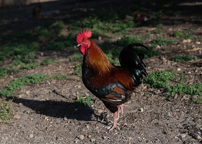 Il Vecchio Frantoio Augusta