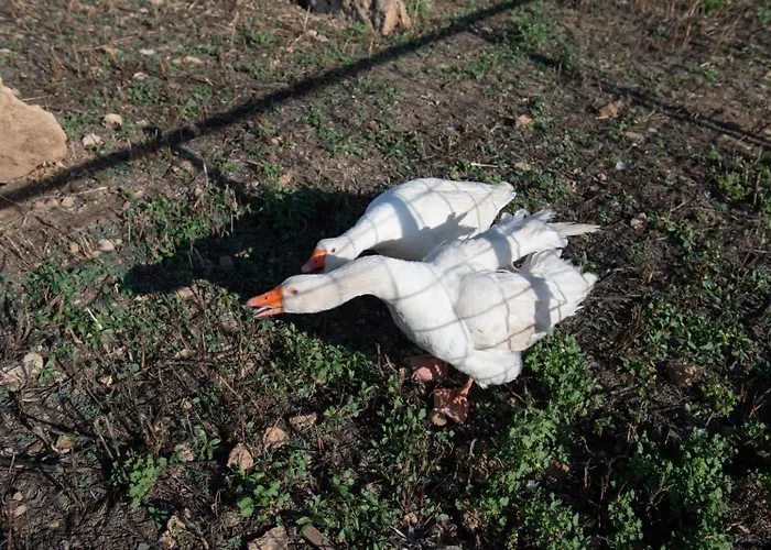 Farmház Il Vecchio Frantoio *