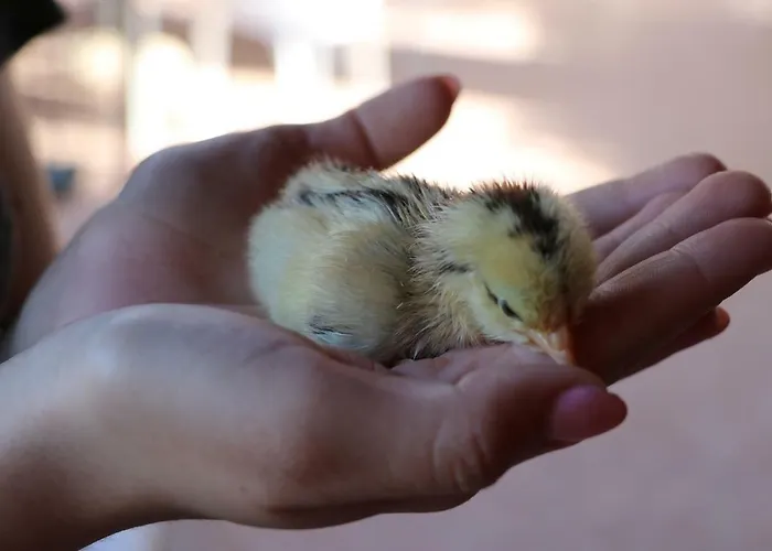 Il Vecchio Frantoio Farmház *